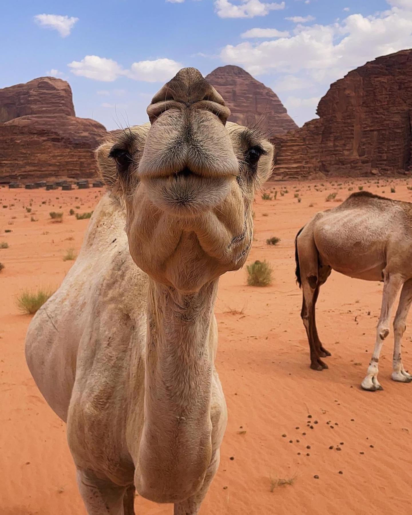 Daniela Camp Wadi Rum Luaran gambar